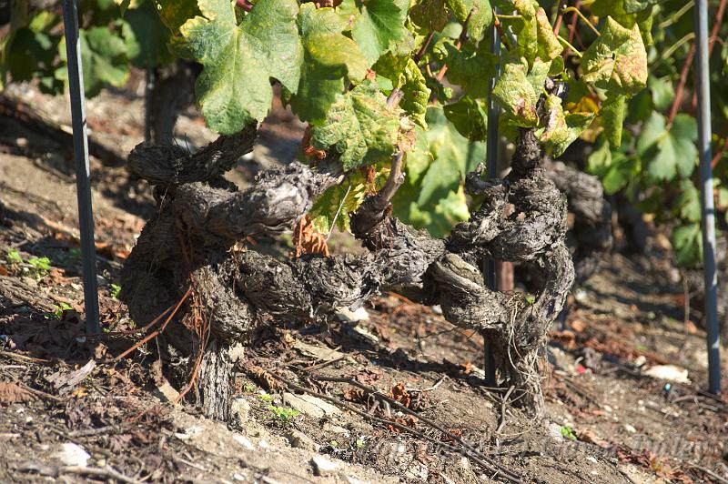 Old vines, Vineyard near Fully IMGP3462.jpg